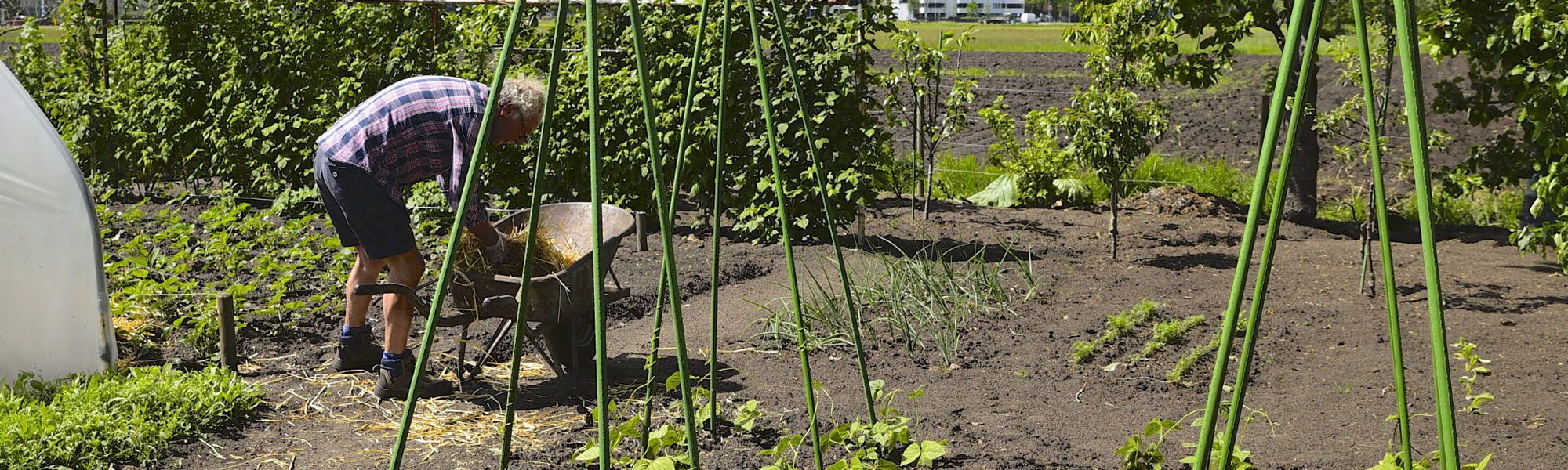 Gezonde Leefomgeving Wij Zijn Groen Gezond En In Beweging Nijmegen